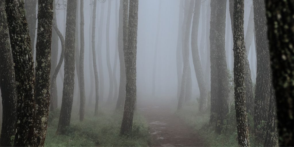 Hutan Kabut Dingin yang Menyimpan Jejak Tradisi Beratus Tahun